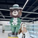 인천강아지분양 테디럽 이미지