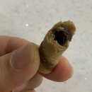 다이소 과자 후기 [웨이퍼 마스트 롤헤이즐넛크림]