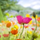 축복의집 이미지