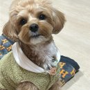 디어마이펫 | 전주 애견동반 펜션 - 디어마이펫 애견펜션