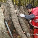 영농조합법인한라표고 이미지