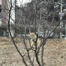 갤럭시하우스스파펜션&애견펜션 이미지