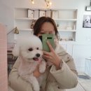 노크노크 강아지미용실 이미지
