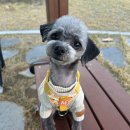 몽클라우드 네이버블로그