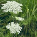 창녕파3 골프랜드 이미지