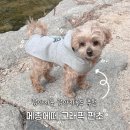 강아지의 품격 | 메종에떼 강아지후드 편하게 입히기 좋은 그래픽판초 후기