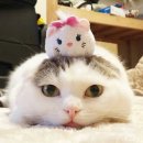 착한 고양이 이미지