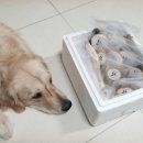 도그앤츄 이미지