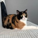 마곡 고양이 미용 호텔 이미지