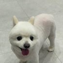 거북애견 이미지