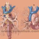 tracheal lymph nodes(기관림프절) 이미지