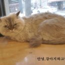 동글타코 이미지