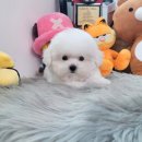 하이펍 강아지고양이 김포본점 이미지