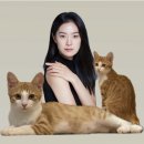 본차차