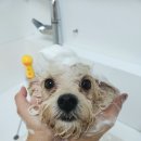 허니애견 이미지