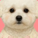 부산고양이분양 브라비펫 펫스테이션점 이미지