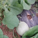 싱싱마트 이미지