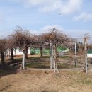 하모리 지석묘 이미지