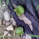 병현농장 이미지