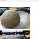 야자