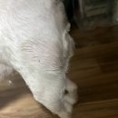 코로나 뇌경색 수원옛설렁탕 영업종료 강아지 자다가 오줌3