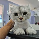 아꼬운몽 이미지