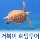 사이판 여행 코스 거북이 호핑투어 스노쿨링
