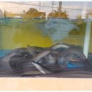 장어만(鰻) 이미지