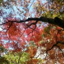 2025년 11월11일 순창 강천산 단풍산행 이미지