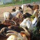 홍우농장 이미지