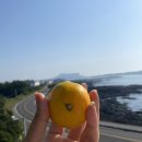 해모랏 | [ 제주도 여행 🍊 서귀포 성산] 빛의벙커 전시, 해모랏 펜션 후기