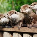 회랑장어랑 이미지