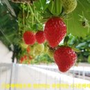 토속농장 이미지