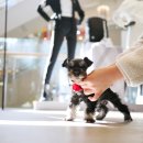 송현동 강아지 이미지