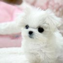 정퍼피클럽 이미지