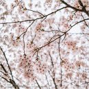 준1 | 역대급 벚꽃캠핑을 보여준 상주비박페스티벌 후기 [1부]