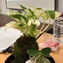 우리들원예사 | 진행한 노인 대상 원예활동, 원예치료, 원예수업 후기(부산원예치료, 부산원예활동, 부산원예수업)