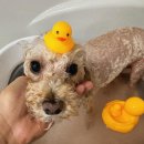 이츠펫 살롱 이미지