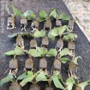 제우스농장 이미지