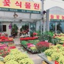 알로애 꽃집 이미지