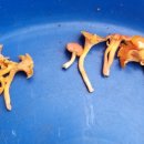 오이꽃버섯과 꾀꼬리버섯 이미지