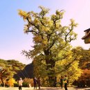 나무와 숲 이미지