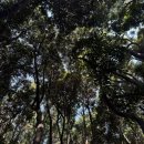 도로변(구로중앙로28길 66)(1) | 제주 | 비밀의 숲, 3월 제주 데이트 코스 추천🌲 포토스팟 4곳 총정리 (feat. 안돌오름)