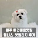 웰니스클리닉동물병원 | [공지] 파주애견미용 맛집 웰니스펫빌리지에서 말티즈 위생미용한 후기