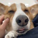 동물치과병원메이 이미지