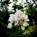 흰배롱나무[낙엽활엽교목] 이미지