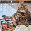 슈레드 | 고양이 습식사료 추천 습식의 끝판왕 오리젠 캣 오리지날 청크슈레드 급여 후기