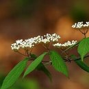 살아생전 이미지