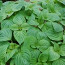 정원본가 이미지