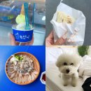 손만두1번지 | 속초해수욕장 녹쟌니, 이정숙 왕손만두, 오징어난전 애견동반